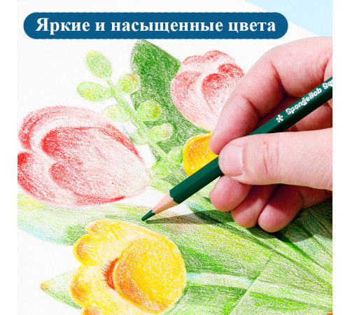 Карандаши цветные Deli "SpongeBob", 12 цветов, картон